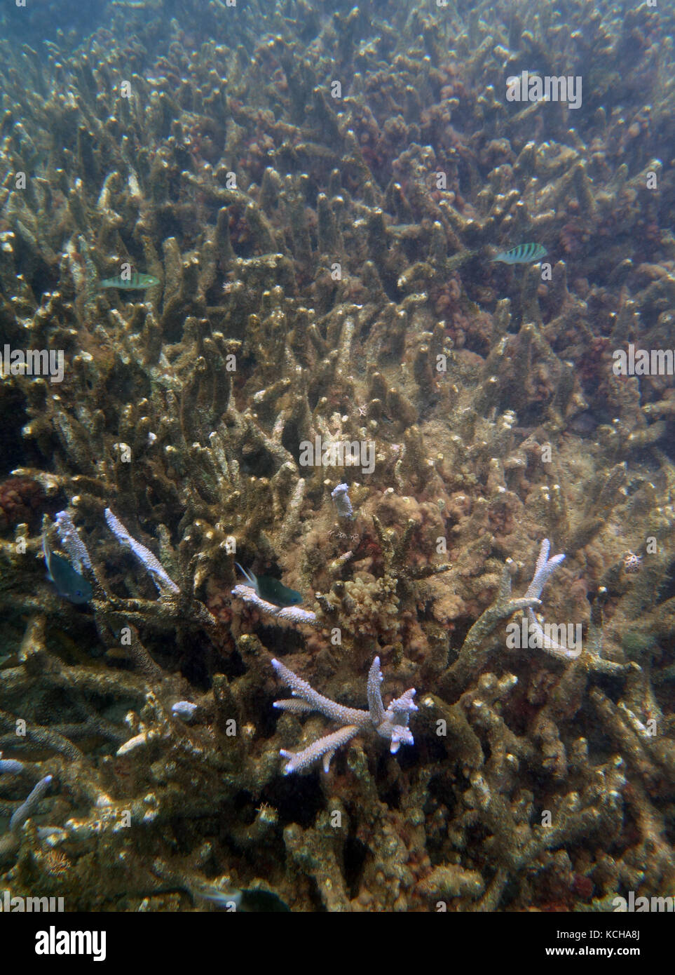Nur ein paar Tipps von diesem Acropora staghorn Coral Kolonie haben die 2017 bleichen Ereignis überlebt, Russell Island Frankland Islands National Park, Great Stockfoto