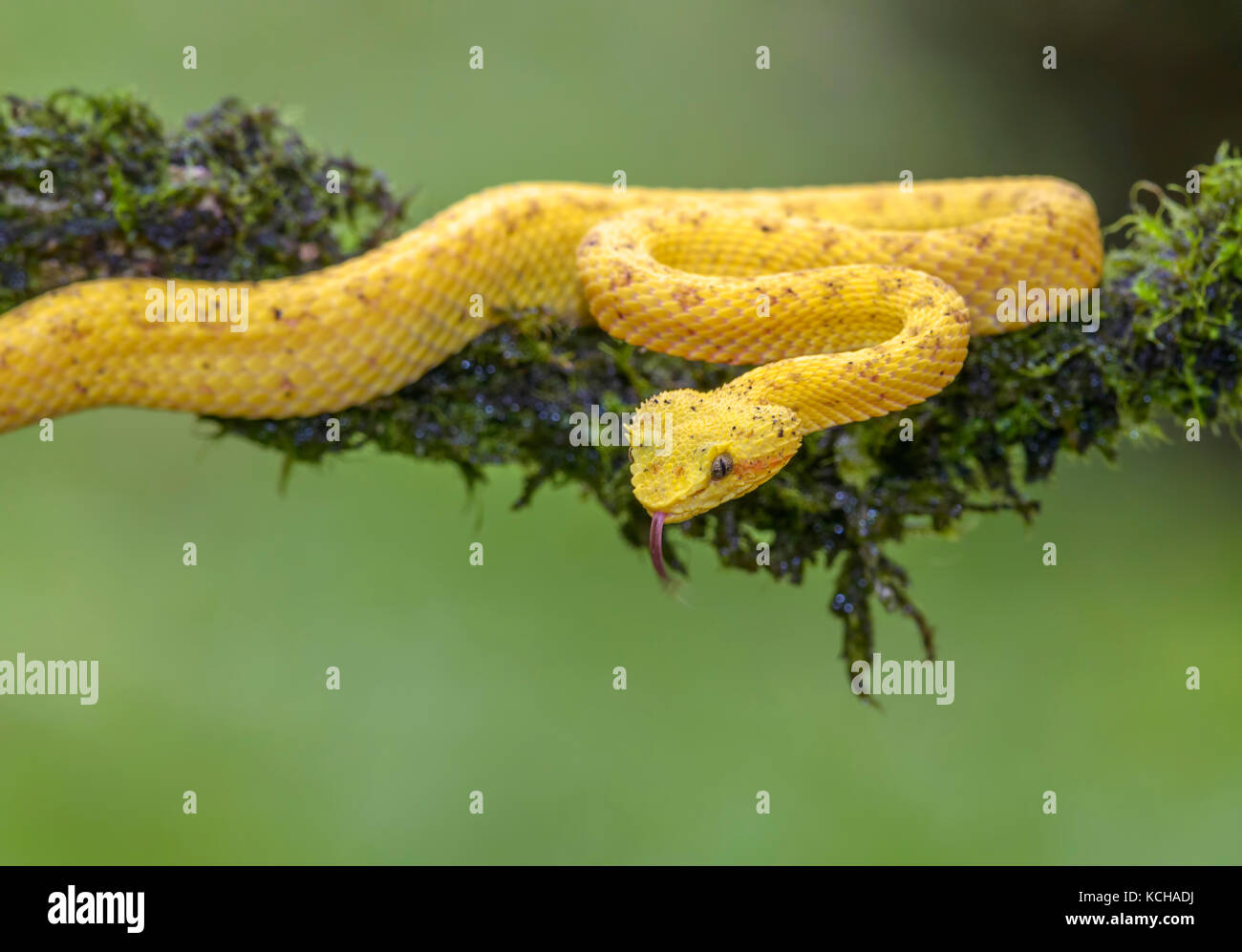 Gelb Wimpern pit Viper, Anolis schlegelii, Costa Rica Stockfoto