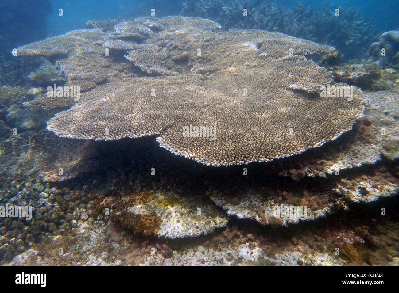 Eine tabellarische Acropora Korallen Kolonie, die 2017 Masse bleichen Ereignis überlebt hat, Frankland Inseln, Great Barrier Reef, Queensland, Australien Stockfoto