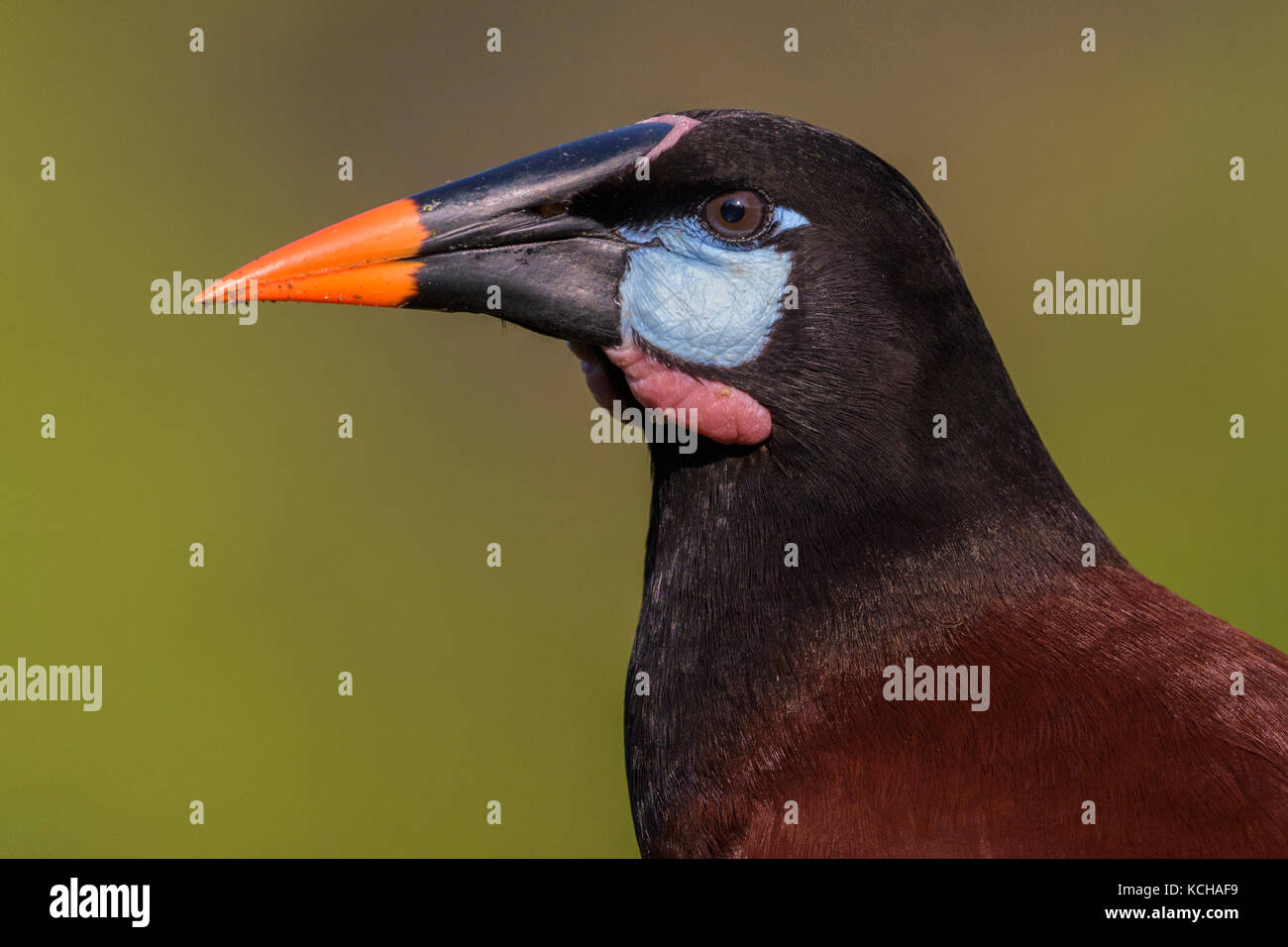 Montezuma-Oropendola (Psarocolius montezuma) an der Laguna Lagarto Lodge in der Nähe von Boca Tapada, Costa Rica Stockfoto