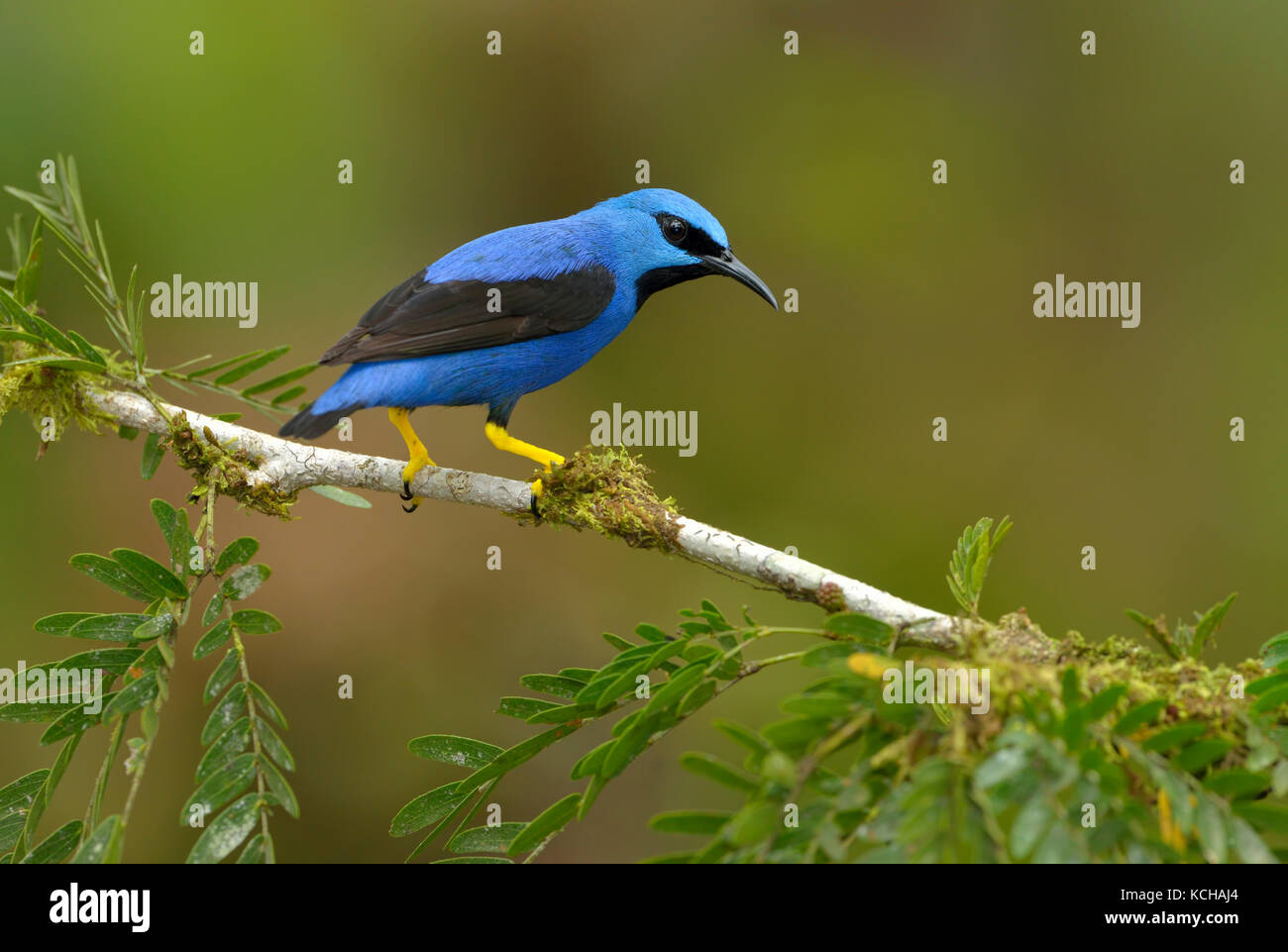 Shining (Honeycreeper Cyanerpes Lucidus) an der Laguna Lagarto Lodge in der Nähe von Boca Tapada, Costa Rica Stockfoto
