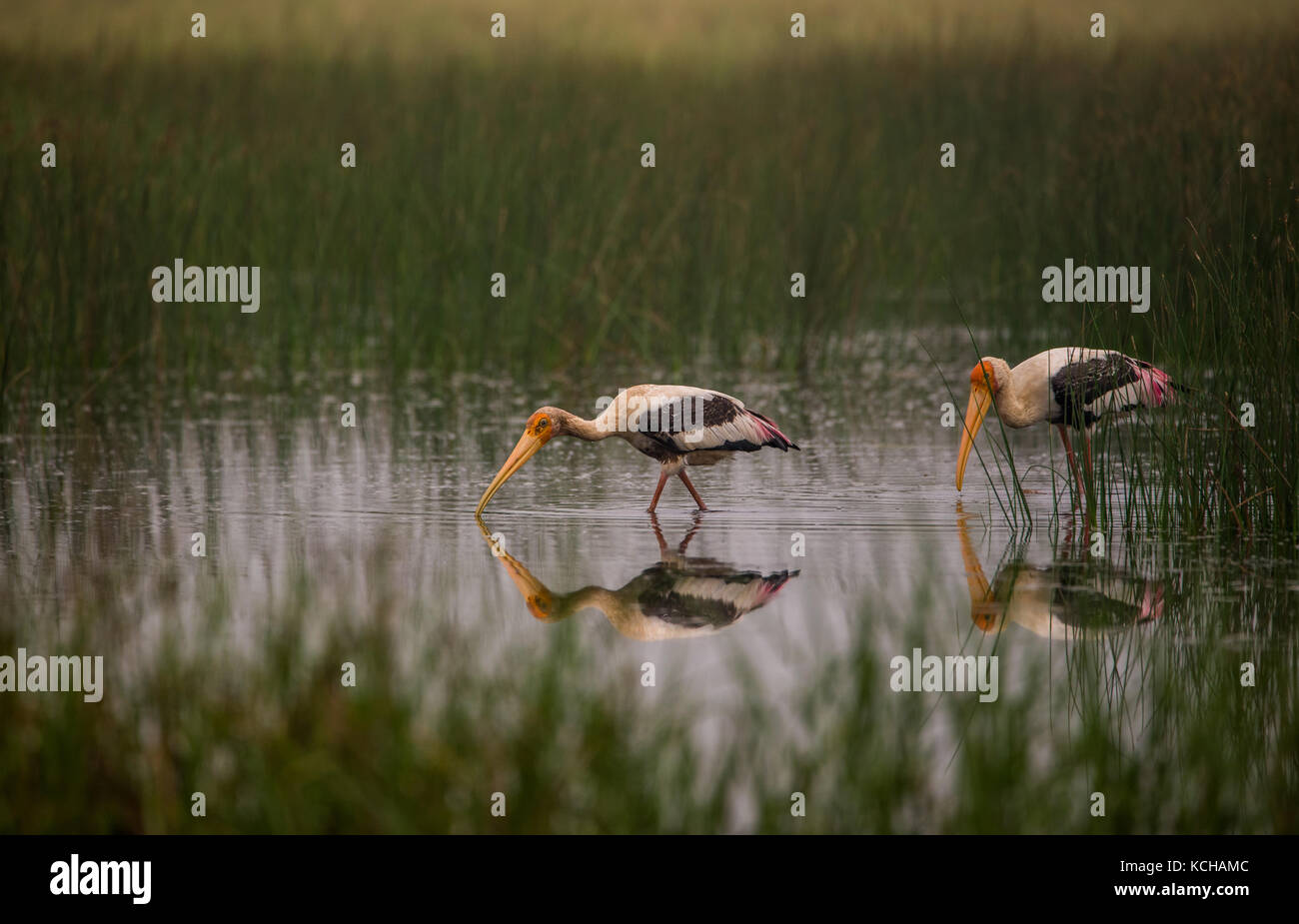 Paar lackierte Storch Vögel in einem Wasserstrom in der Nähe von einem Reisfeld am Morgen Stockfoto