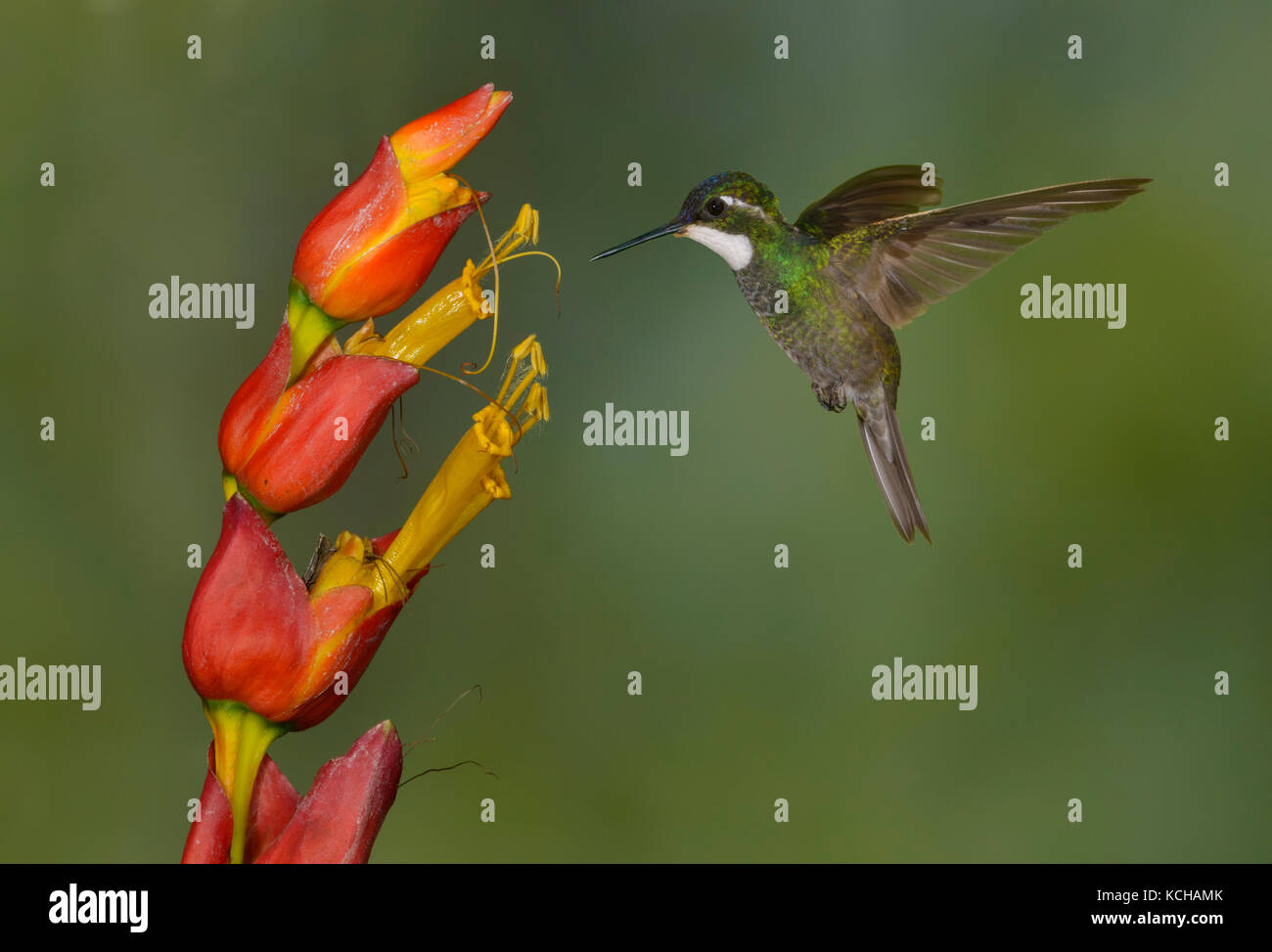 White-throated Mountain Gem (Lampornis castaneoventris) hoch in den Bergen bei San Gerrardo de Dota, Costa Rica. Stockfoto