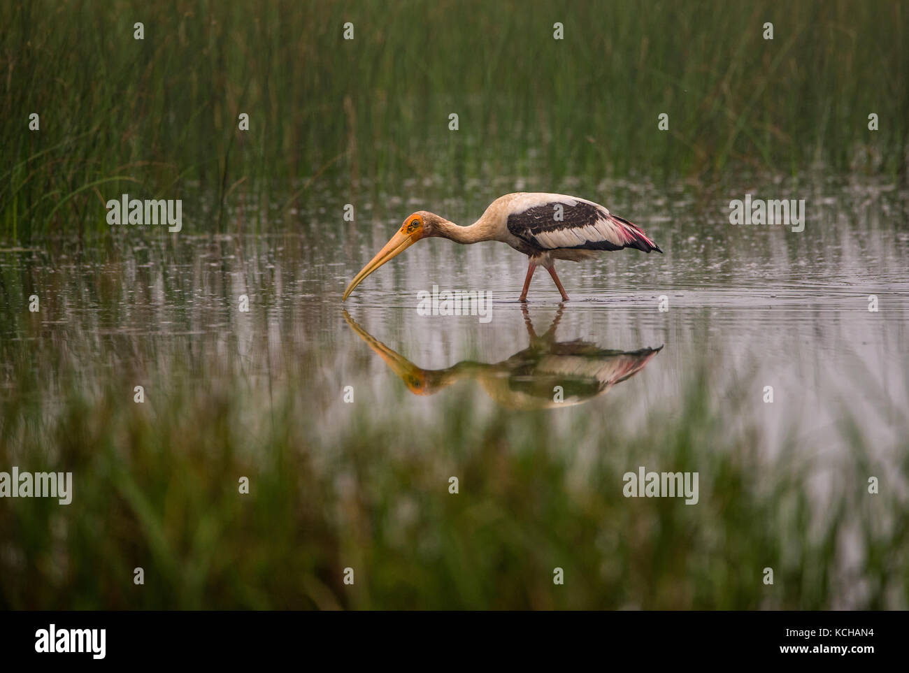 Eine gemalte Storch Vogel Jagd in einem Wasserstrom des Morgen Stockfoto