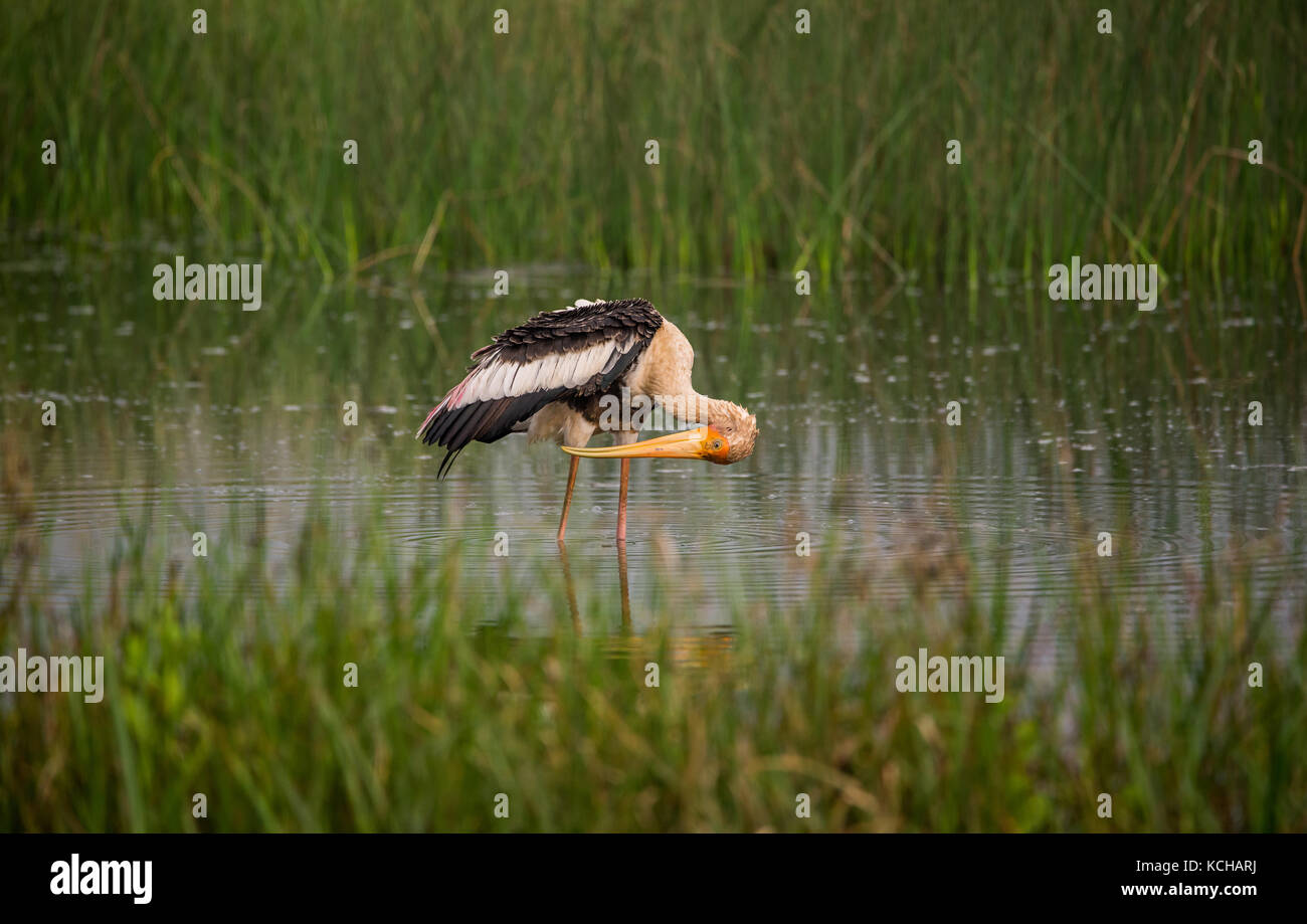 Painted Stork in den Wasserstrahl in der Nähe der Reisfelder am Morgen Stockfoto