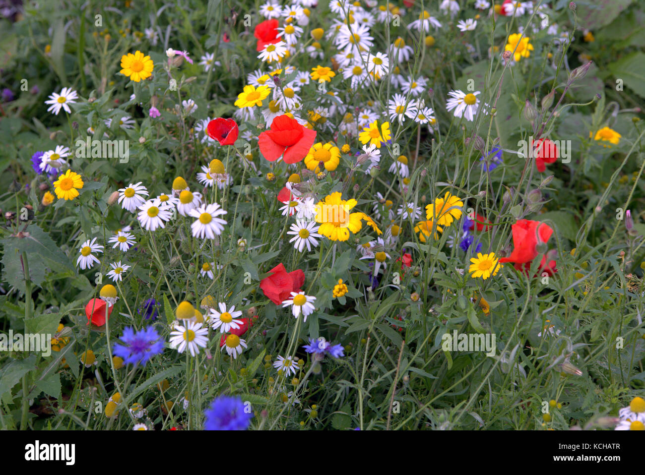 Farbenfrohe bunte schottischen wildflower Blumen und Unkräuter natürliche Sammlung Wiese Stockfoto