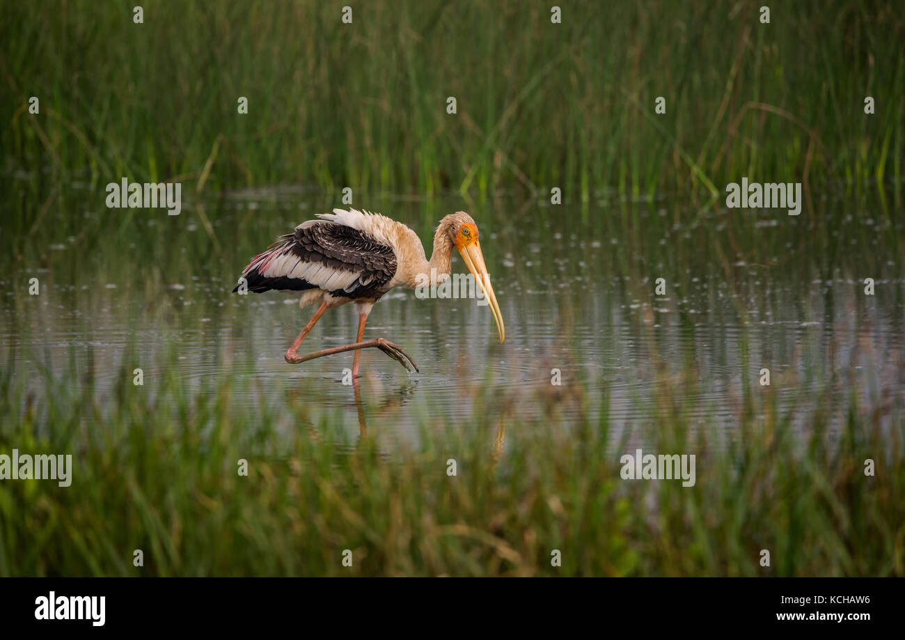 Painted Stork in den Wasserstrahl in der Nähe der Reisfelder am Morgen Stockfoto