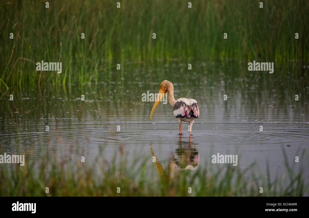 Malte Storch Vogel in einem flachen Wasser Strom in der Nähe der Reisfelder am Morgen Stockfoto