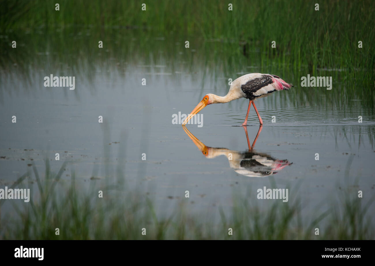 Malte Storch Vogel in einem seichten Wasserstrahl Stockfoto