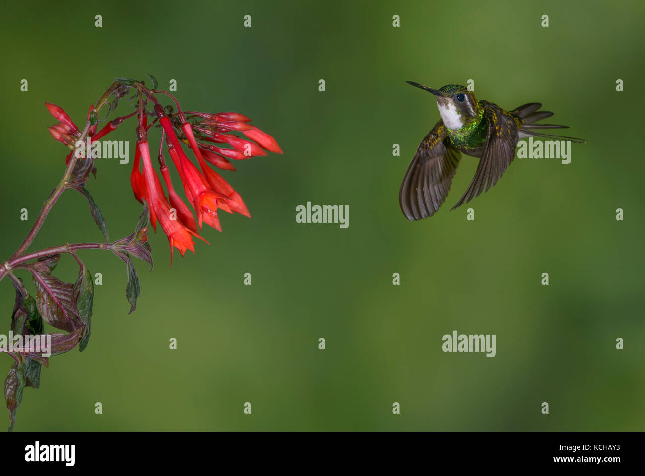 White-throated Mountain Gem (Lampornis castaneoventris) hoch in den Bergen bei San Gerrardo de Dota, Costa Rica Stockfoto