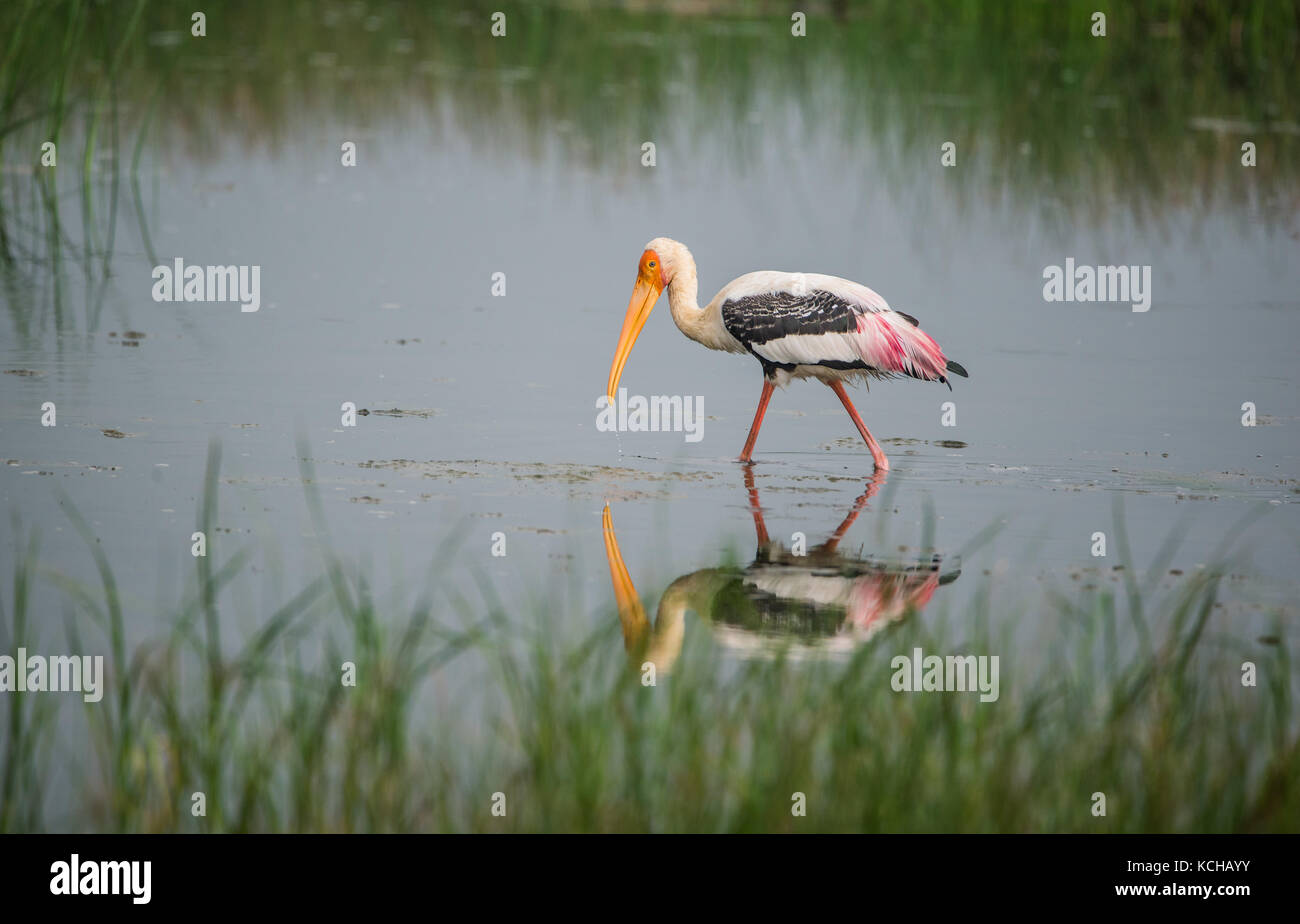 Malte Storch Vogel im flachen Wasser am Morgen Stockfoto