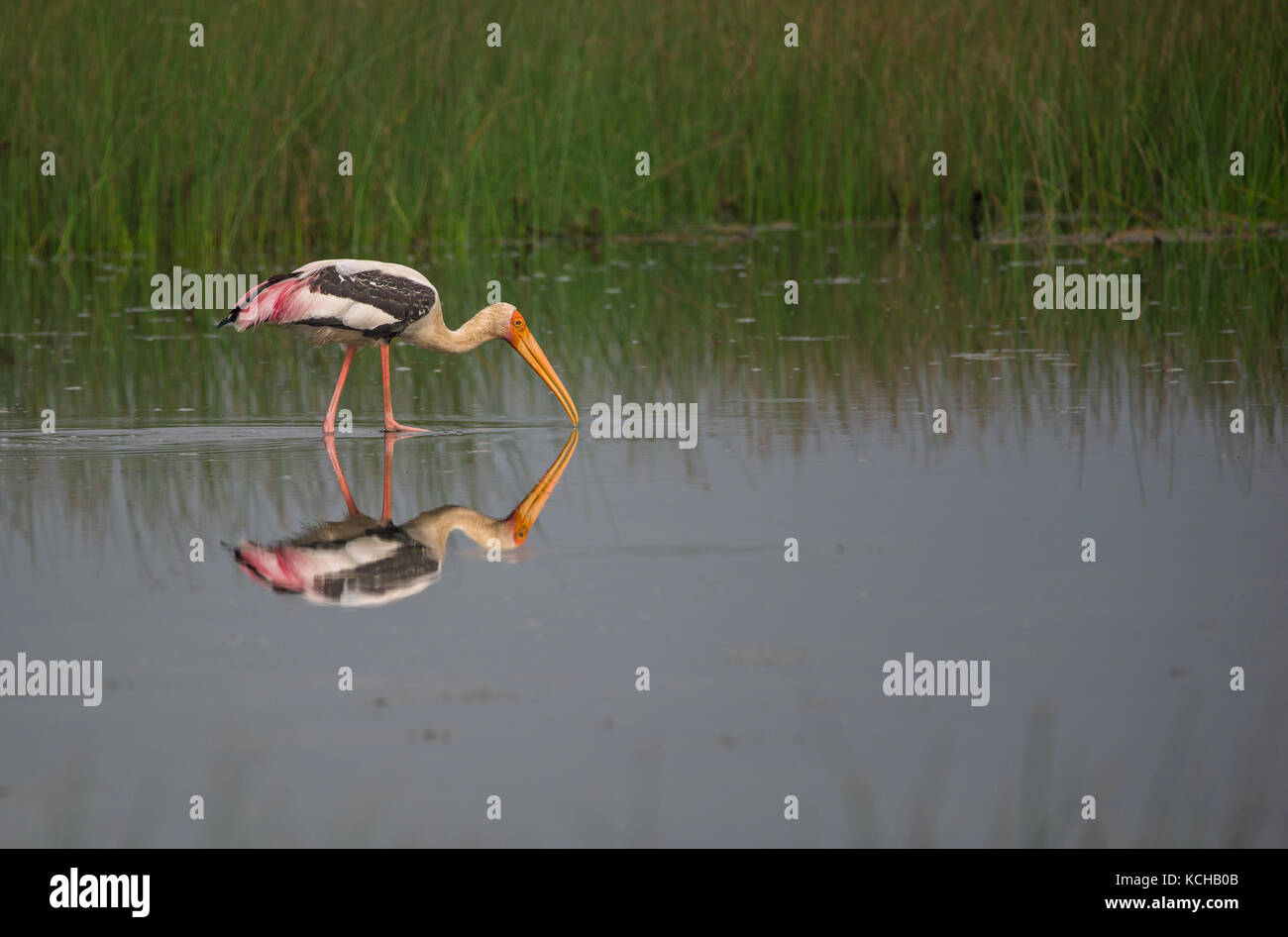 Malte Storch Vogel in einem flachen Wasser Feld in der Nähe der Reisfelder am Morgen Stockfoto