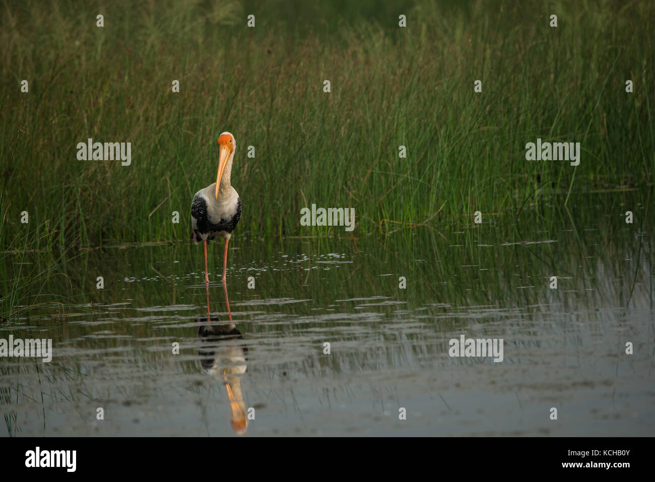 Malte Storch Vogel in einem Reisfeld Stockfoto