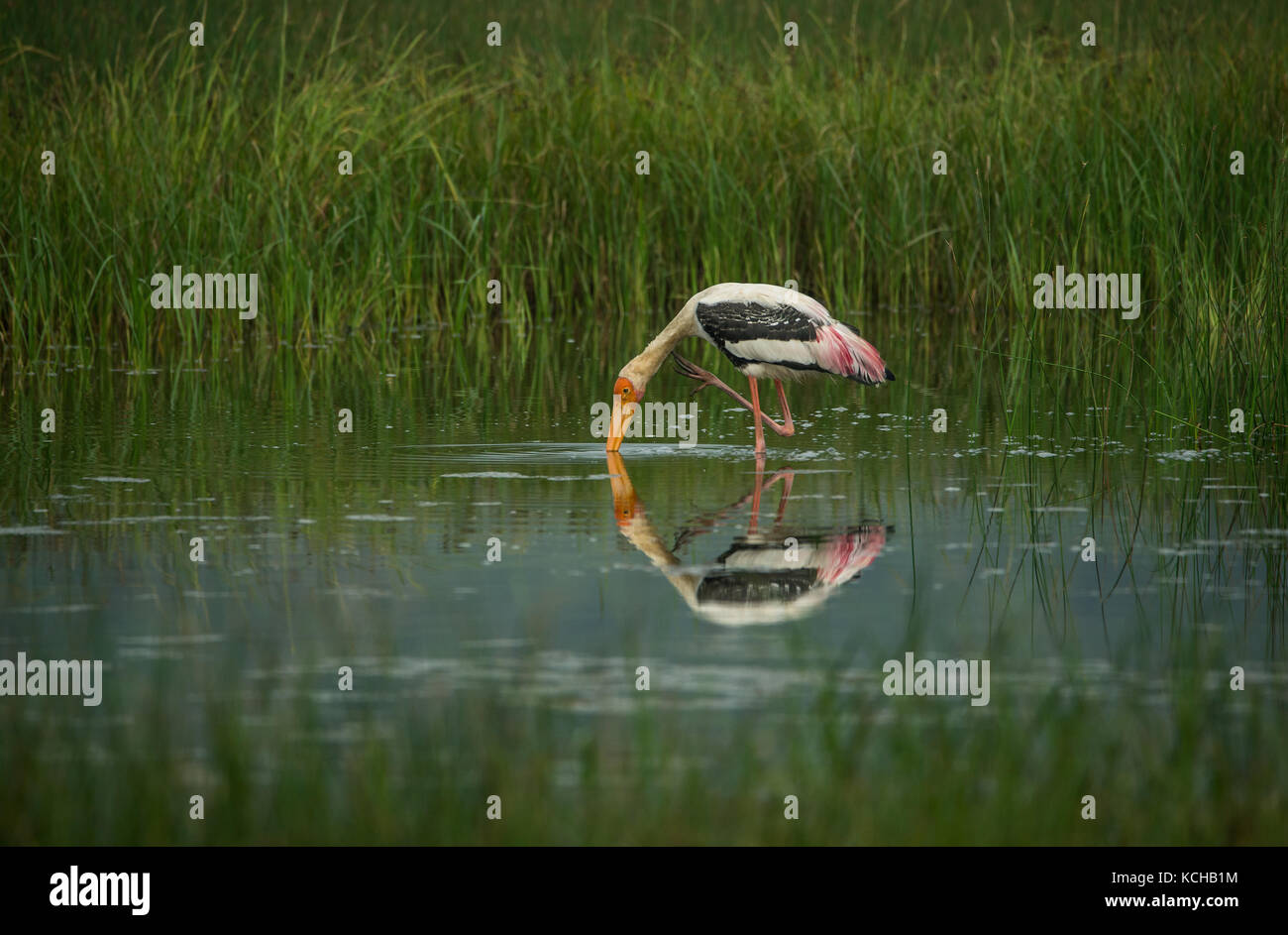 Malte Storch Vogel auf der Suche nach Fisch im Wasser in der Nähe von Reisfeldern Stockfoto