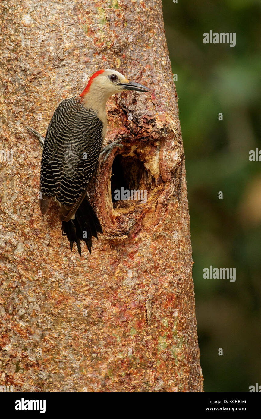 Yucatán Specht (melanerpes Pygmaeus) auf einem Baum in der Nähe von Cancun auf der Halbinsel Yucatan in Mexiko gehockt Stockfoto