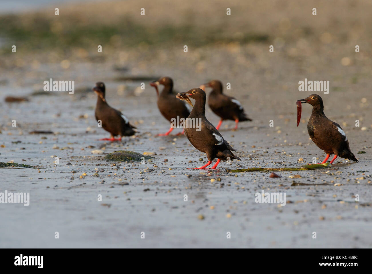 Taube Guillemot - (Cepphus columba) auf einem Strand in British Columbia, Kanada. Stockfoto