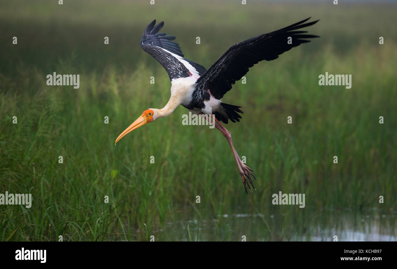 Eine gemalte Storch Vogel nahm aus dem Wasser Stockfoto