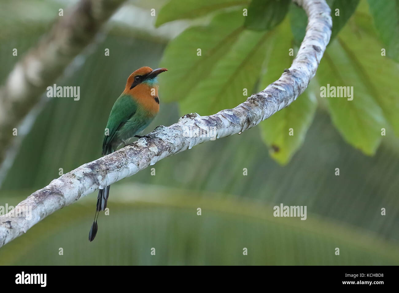 Breite-billed Motmot (Electron platyrhynchum) auf eine Niederlassung in Costa Rica gehockt Stockfoto