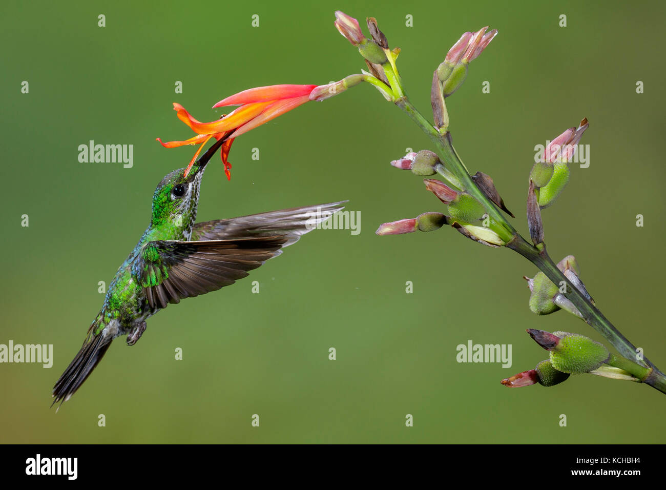 Grün-gekrönter brillant (Heliodoxa Jacula) fliegen und Fütterung eine Blume in Costa Rica. Stockfoto