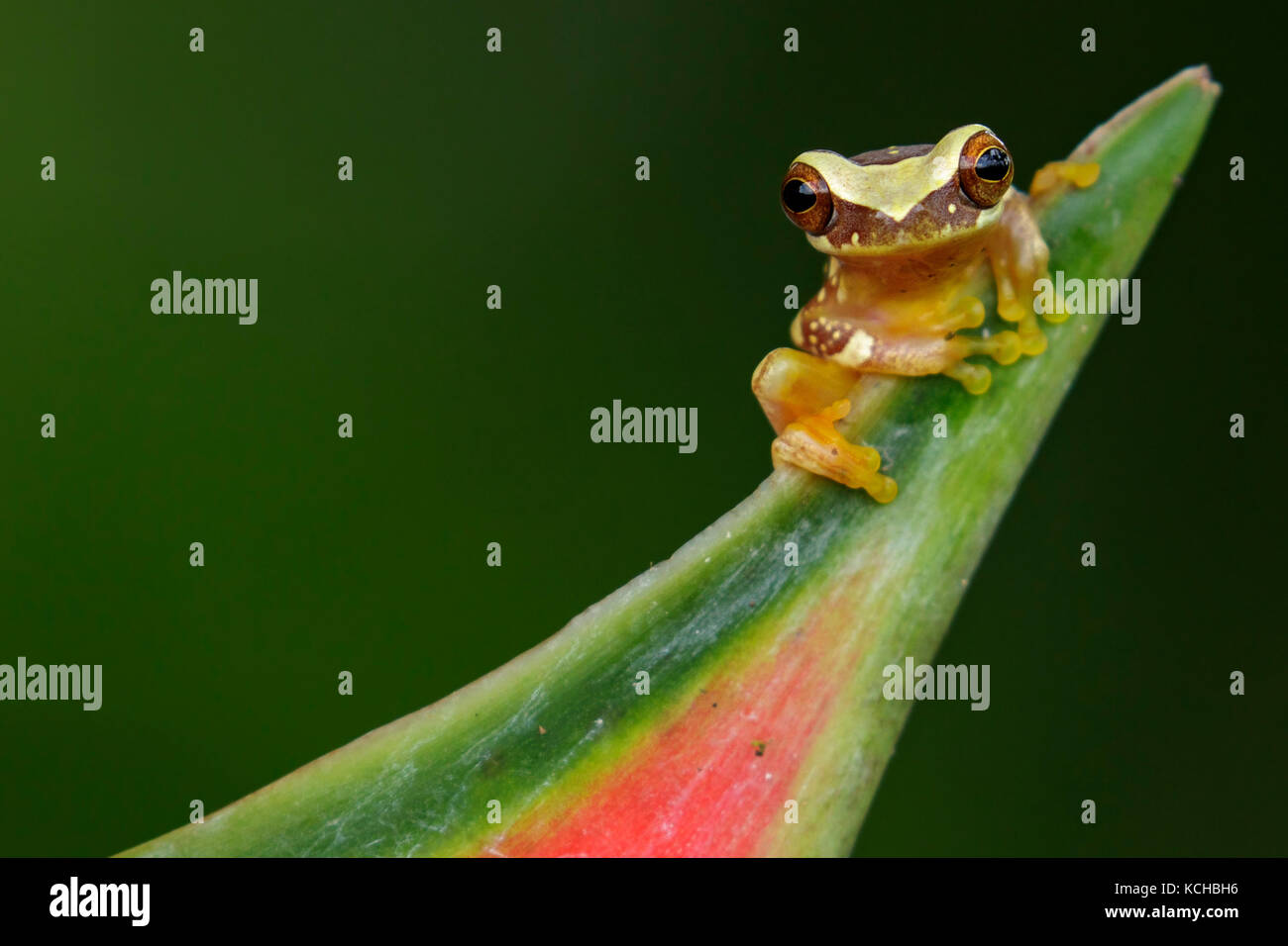 Sanduhr Frosch sitzend auf einem Zweig in Costa Rica. Stockfoto