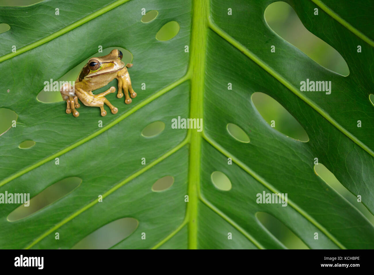 Maskierte Laubfrosch thront auf einem Blatt in Costa Rica. Stockfoto