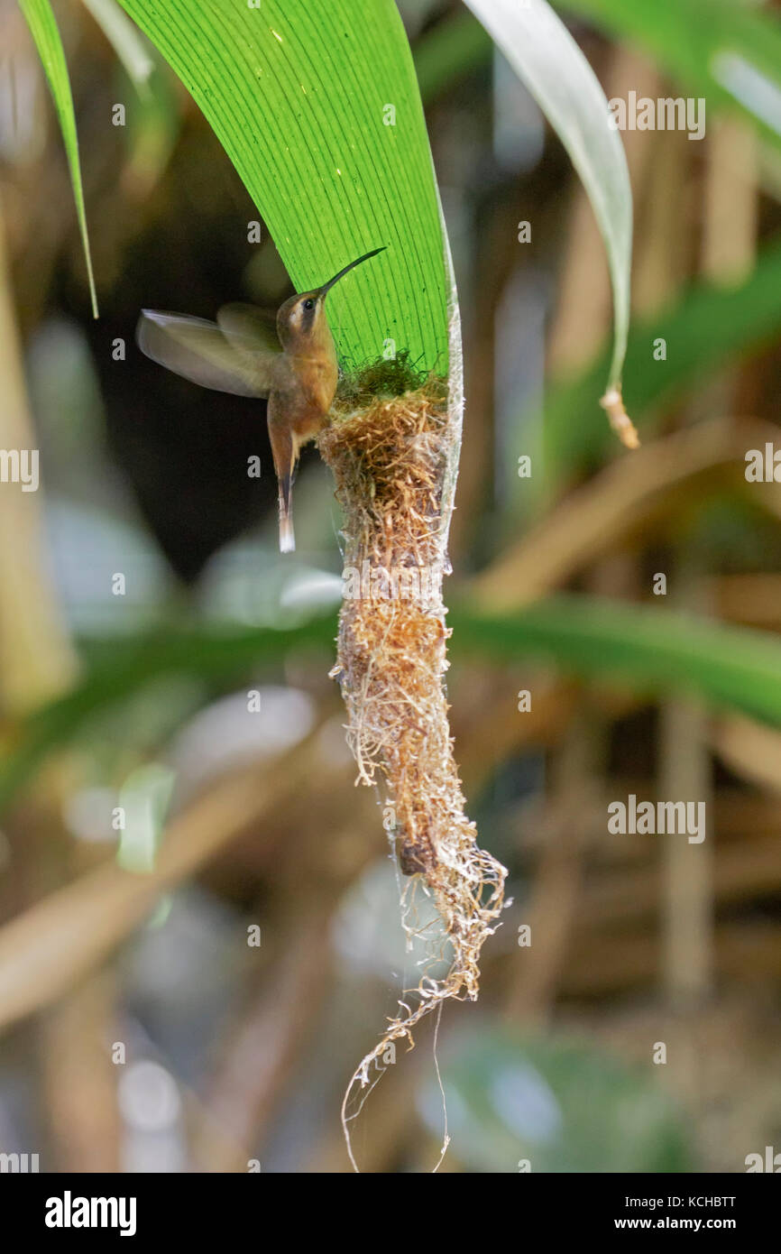 Stripe-throated Einsiedler (Phaethornis longuemareus) bauen ihre Nester in Costa Rica. Stockfoto