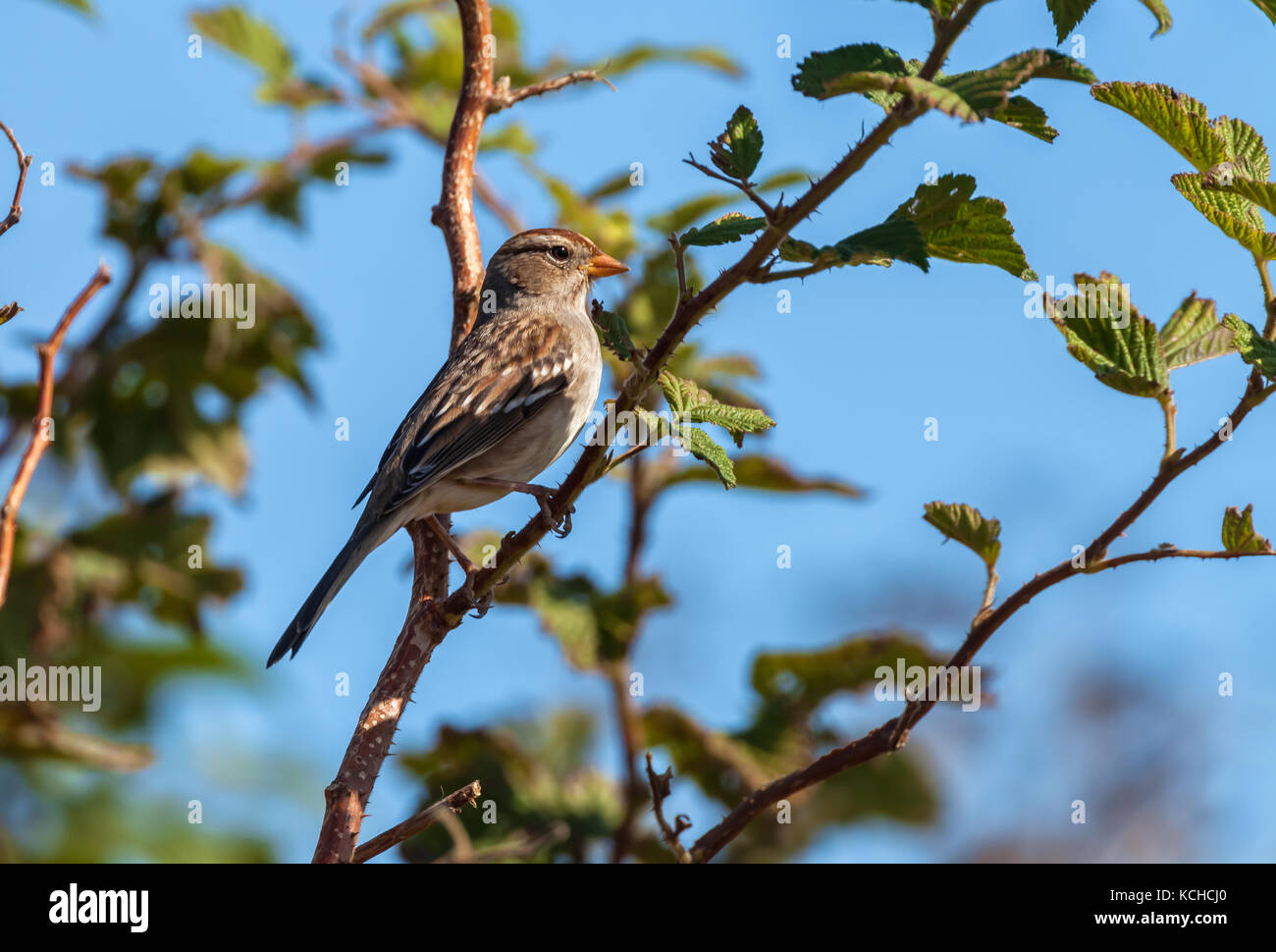 Ein Kind weiß - gekrönte Spatz (Zonotrichia leucophrys) Sitzstangen auf einem Zweig der Trail black Anlage (Rubus ursinus). Stockfoto