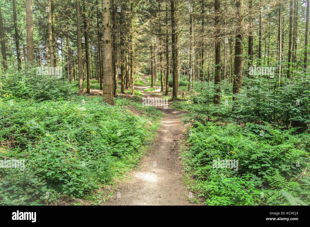 Willkommen s Frühling, grün ist in Stockfoto