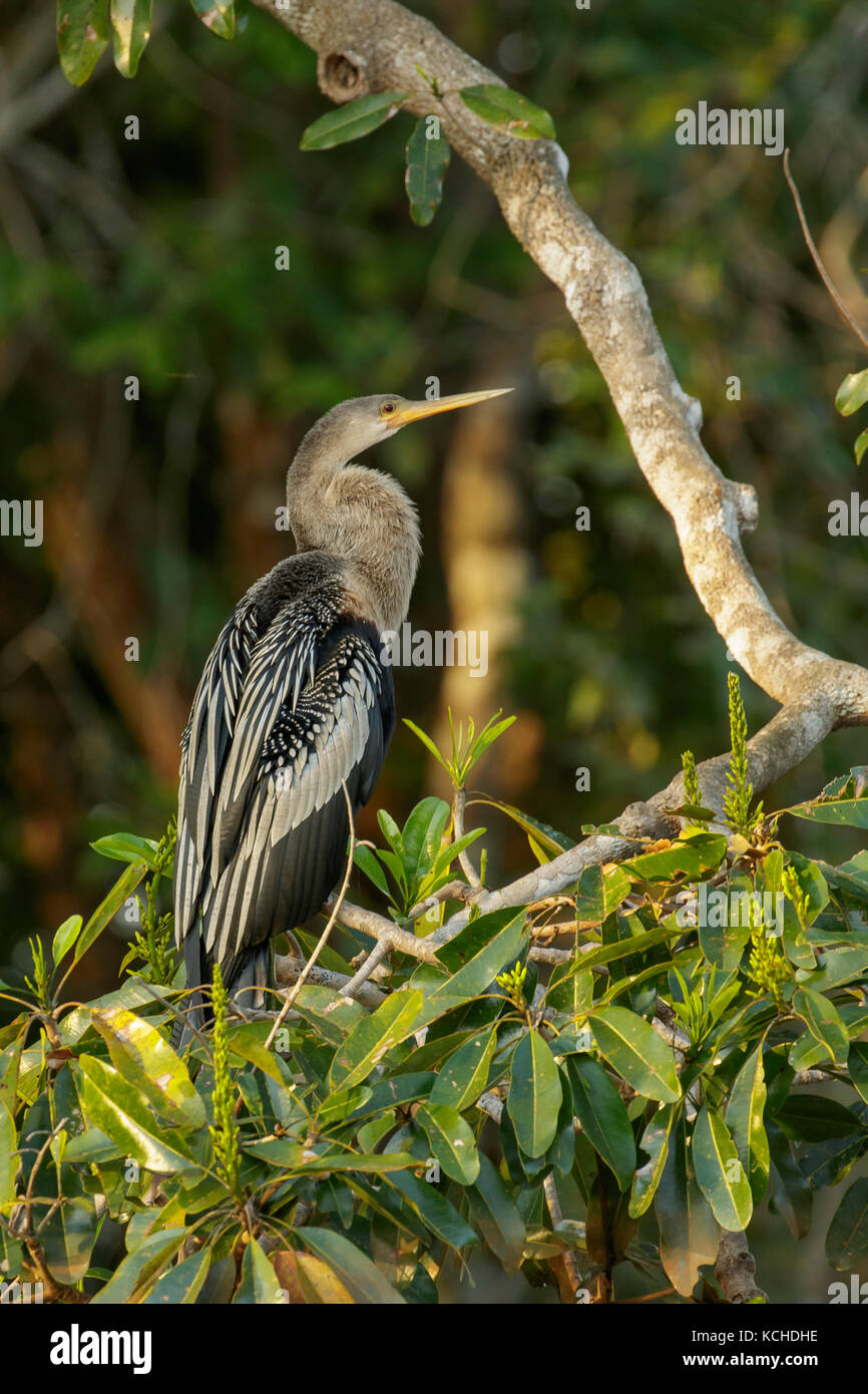 (Anhinga Anhinga anhinga) auf einem Zweig im Pantanal Brasilien thront. Stockfoto