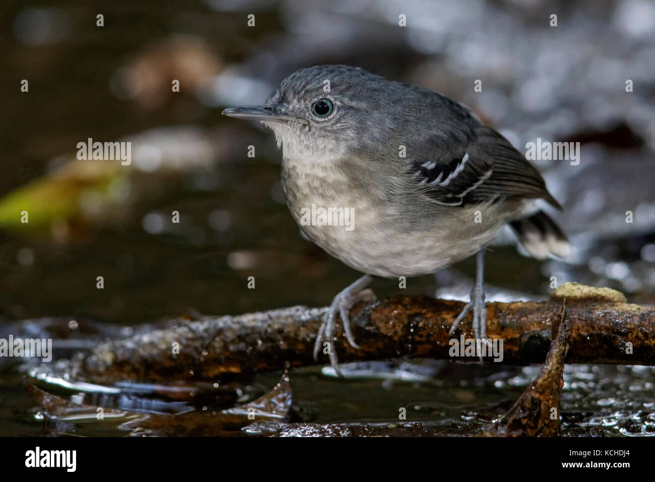 Band-tailed Antbird (Maculicauda Hypocnemoides) thront auf einem Zweig in der Amazonas in Brasilien. Stockfoto