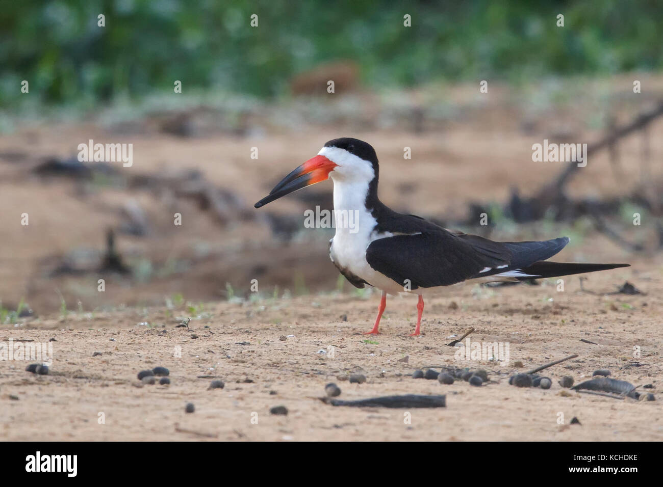 Schwarzes Abstreicheisen (Rynchops niger) auf einem Strand in das Pantanal Brasilien gehockt Stockfoto