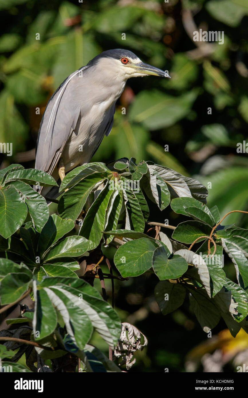 Schwarz - gekrönt (Nycticorax nycticorax Night-Heron) auf einem Zweig im Pantanal Brasilien gehockt Stockfoto