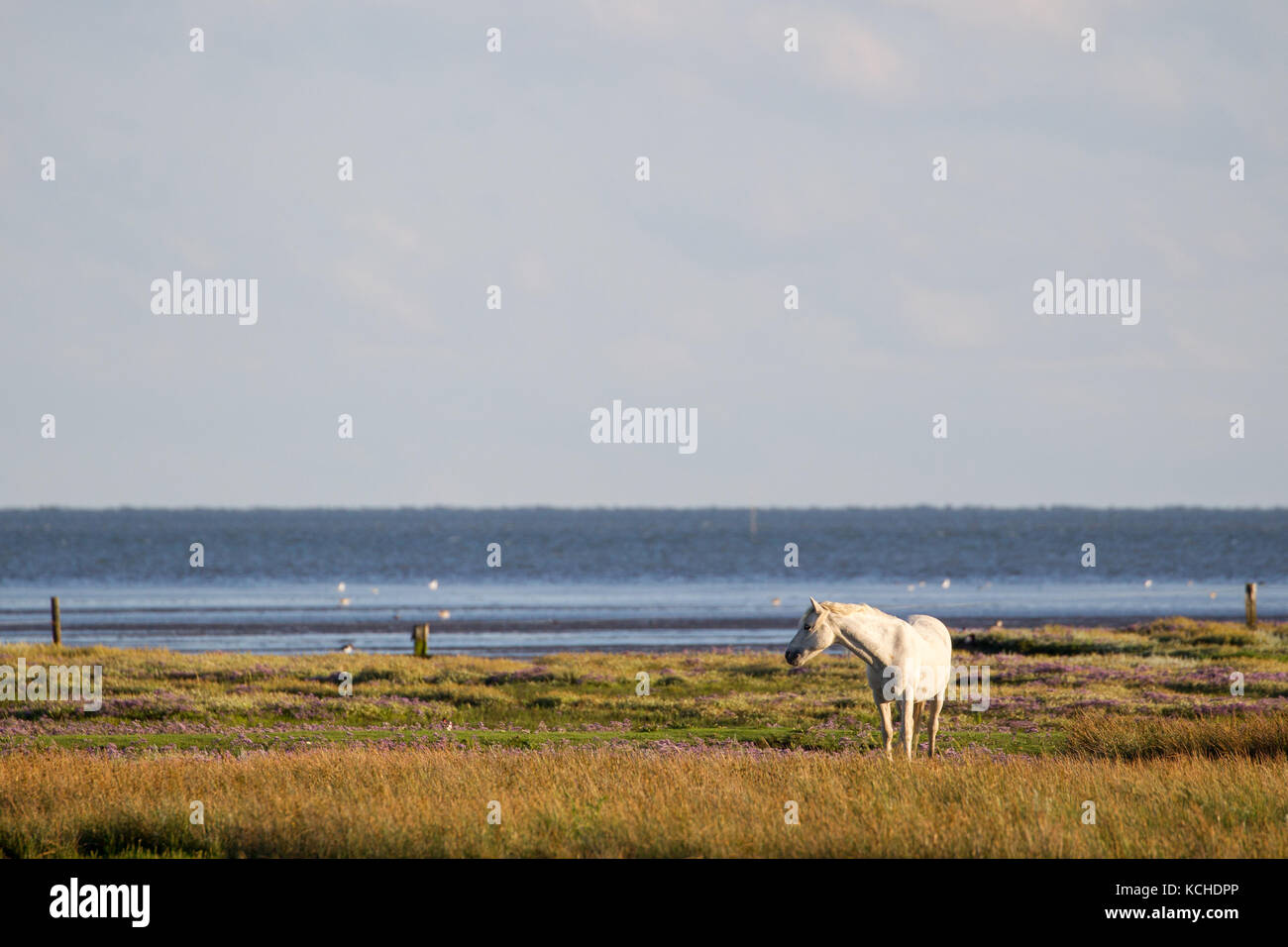 Pferd auf den Salzwiesen der Nordsee Insel Juist in Ostfriesland, Deutschland, Europa. Stockfoto