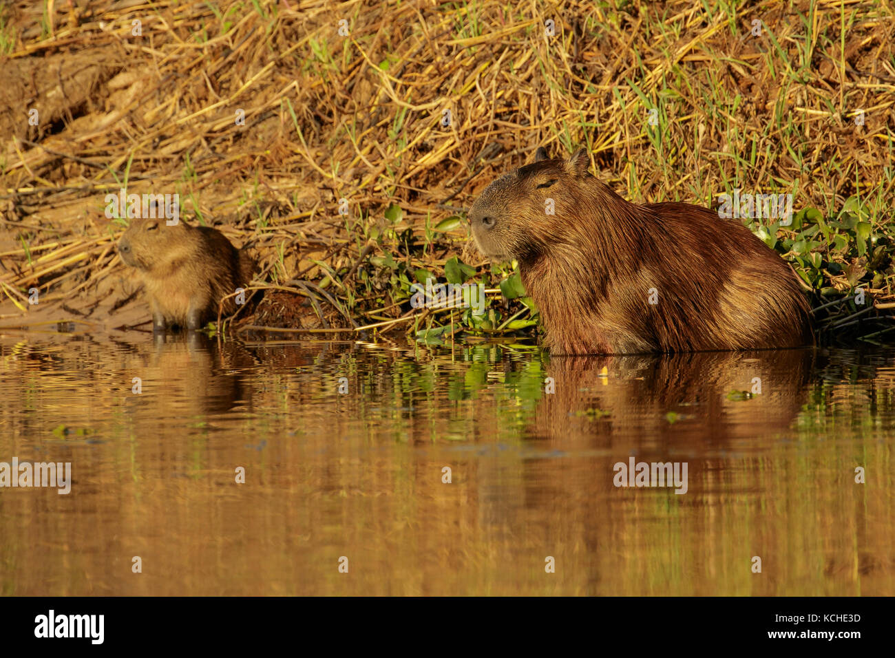 Capybara Fütterung in einem Feuchtgebiet im Pantanal Region Brasiliens. Stockfoto