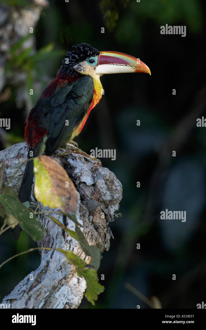 Curl-Crested (Pteroglossus Aracari beauharnaesii) auf einem Zweig in der Amazonas in Brasilien thront. Stockfoto