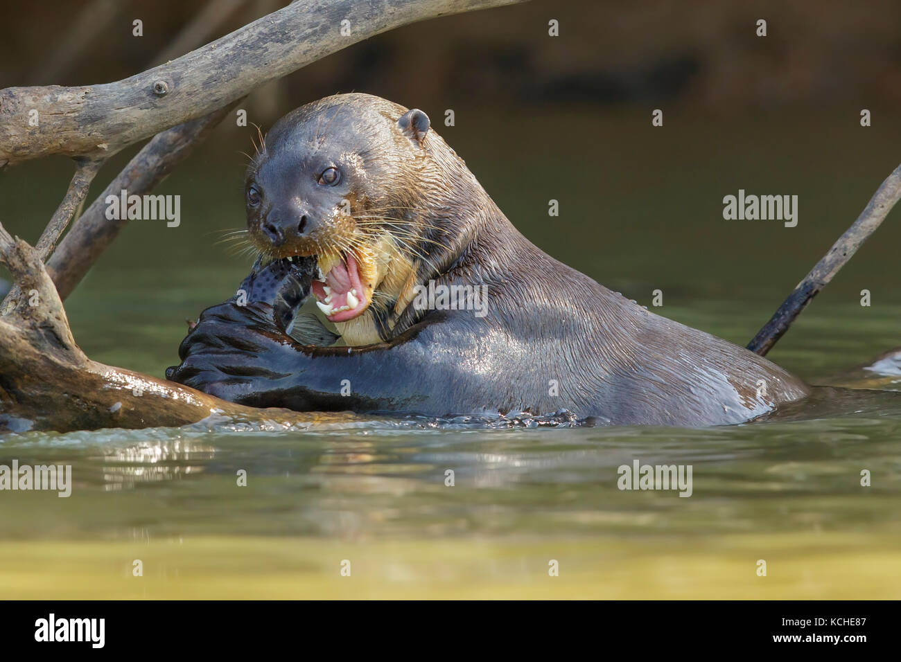 Giant River Otter Fütterung in einem Feuchtgebiet im Pantanal Region Brasiliens. Stockfoto