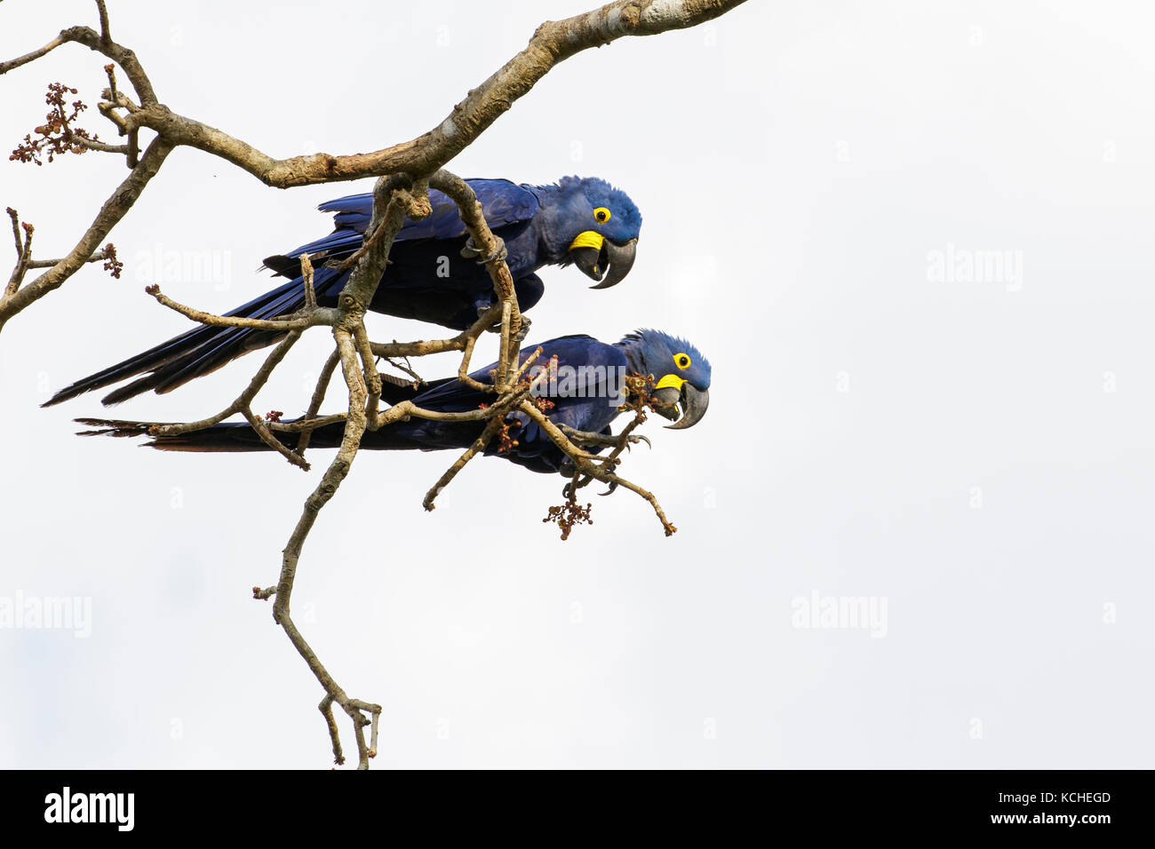 Hyazinthara (Anodorhynchus hyacinthinus) auf einem Zweig im Pantanal Brasilien thront. Stockfoto