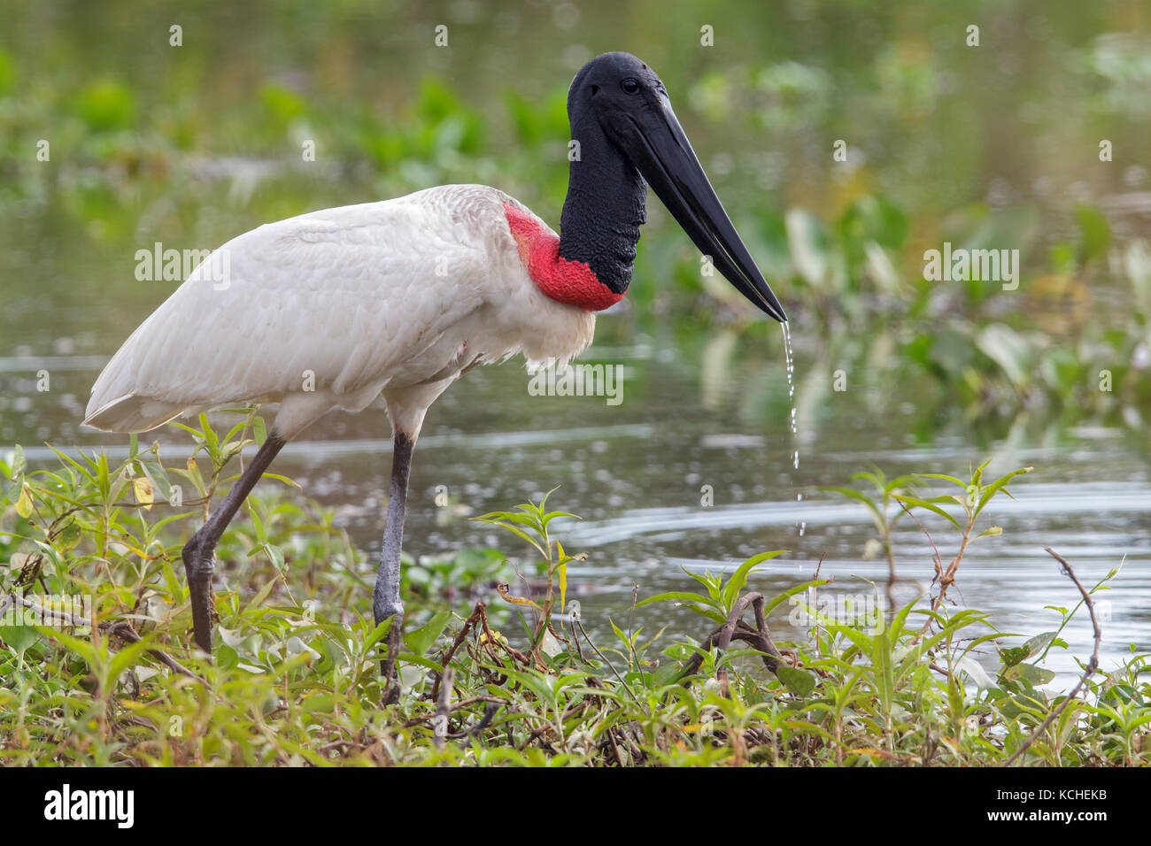 Jabiru (Jabiru mycteria) Ernährung in einem Feuchtgebiet im Pantanal Region Brasiliens. Stockfoto