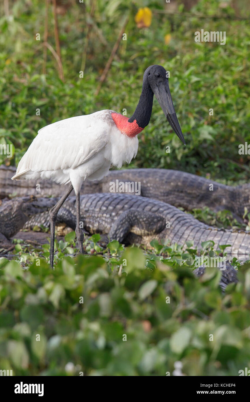 Jabiru (Jabiru mycteria) Ernährung in einem Feuchtgebiet im Pantanal Region Brasiliens. Stockfoto