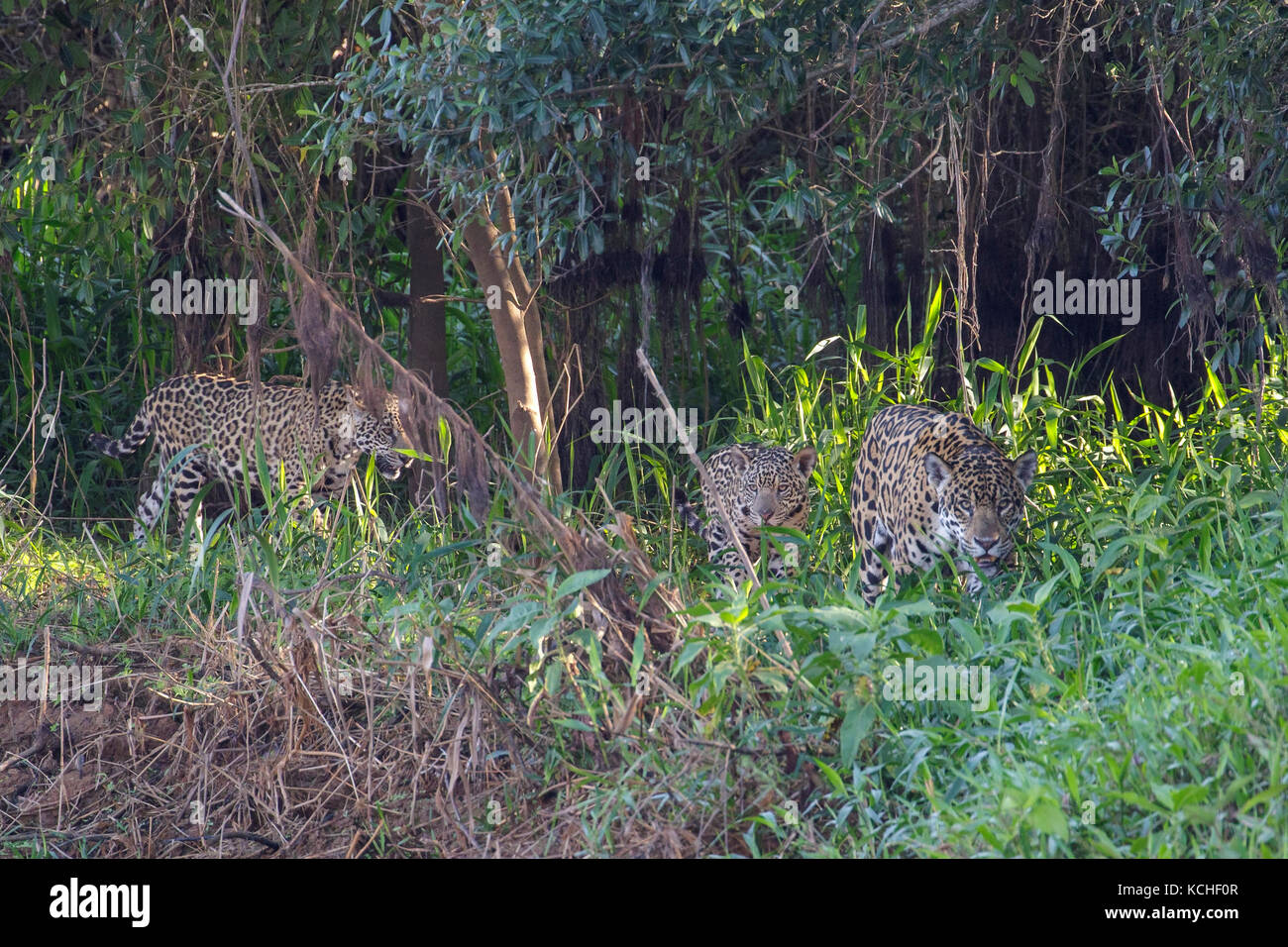 Jaguar in einem Feuchtgebiet im Pantanal Region Brasiliens. Stockfoto
