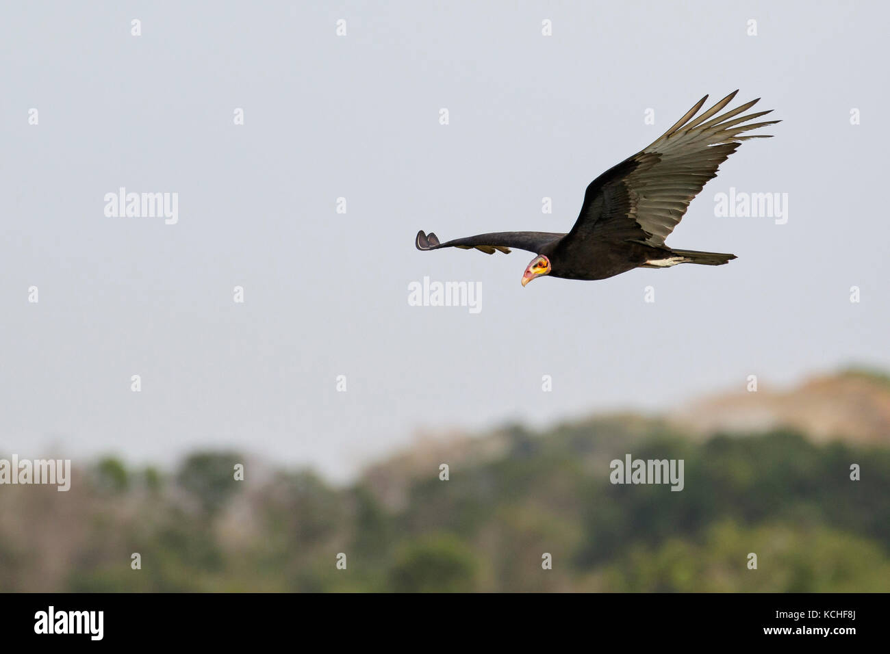 Lesser Yellow-headed Vulture (Cathartes burrovianus) fliegen im Pantanal Region Brasiliens. Stockfoto