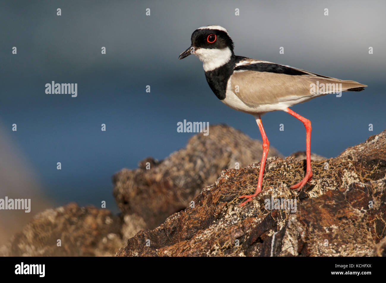 Pied Plover (Hoploxypterus cayanus) auf einem Felsen in der Amazonas in Brasilien thront. Stockfoto