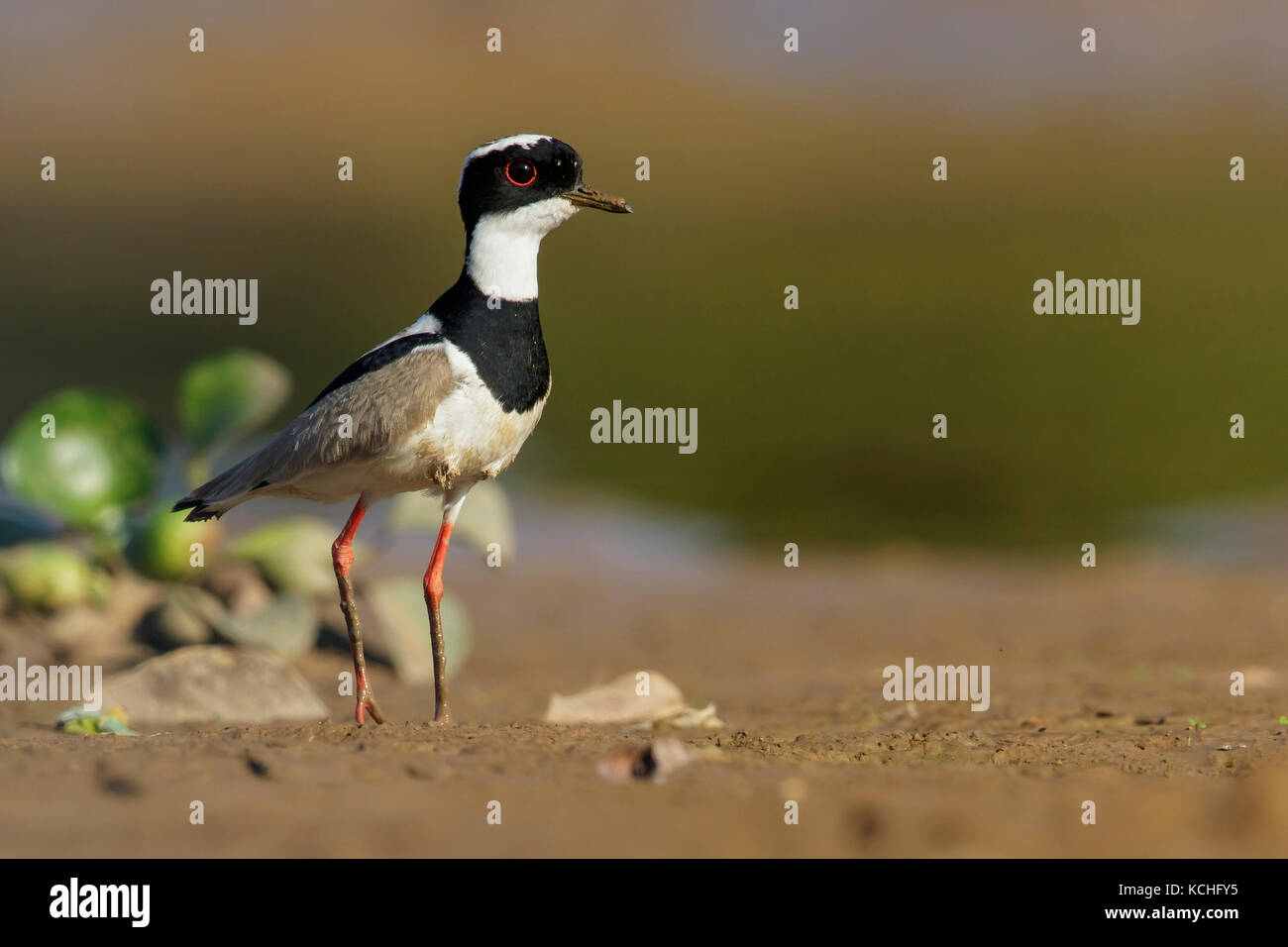 Pied Plover (Hoploxypterus cayanus) Ernährung in einem Feuchtgebiet im Pantanal Region Brasiliens. Stockfoto