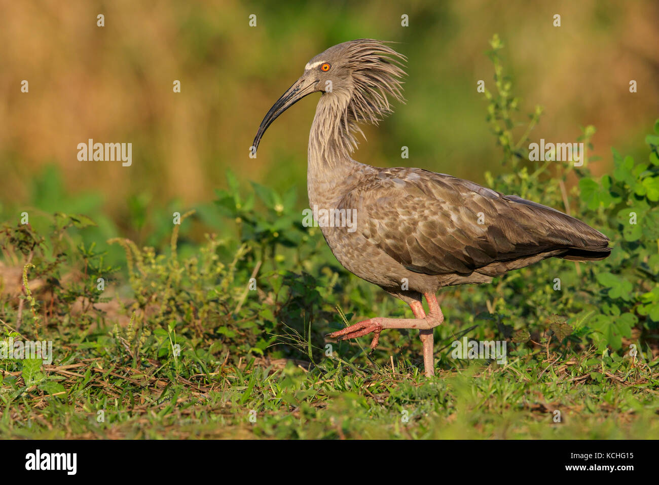 Ibis (Theristicus plumbeous Caerulescens) Ernährung in einem Feuchtgebiet im Pantanal Region Brasiliens. Stockfoto