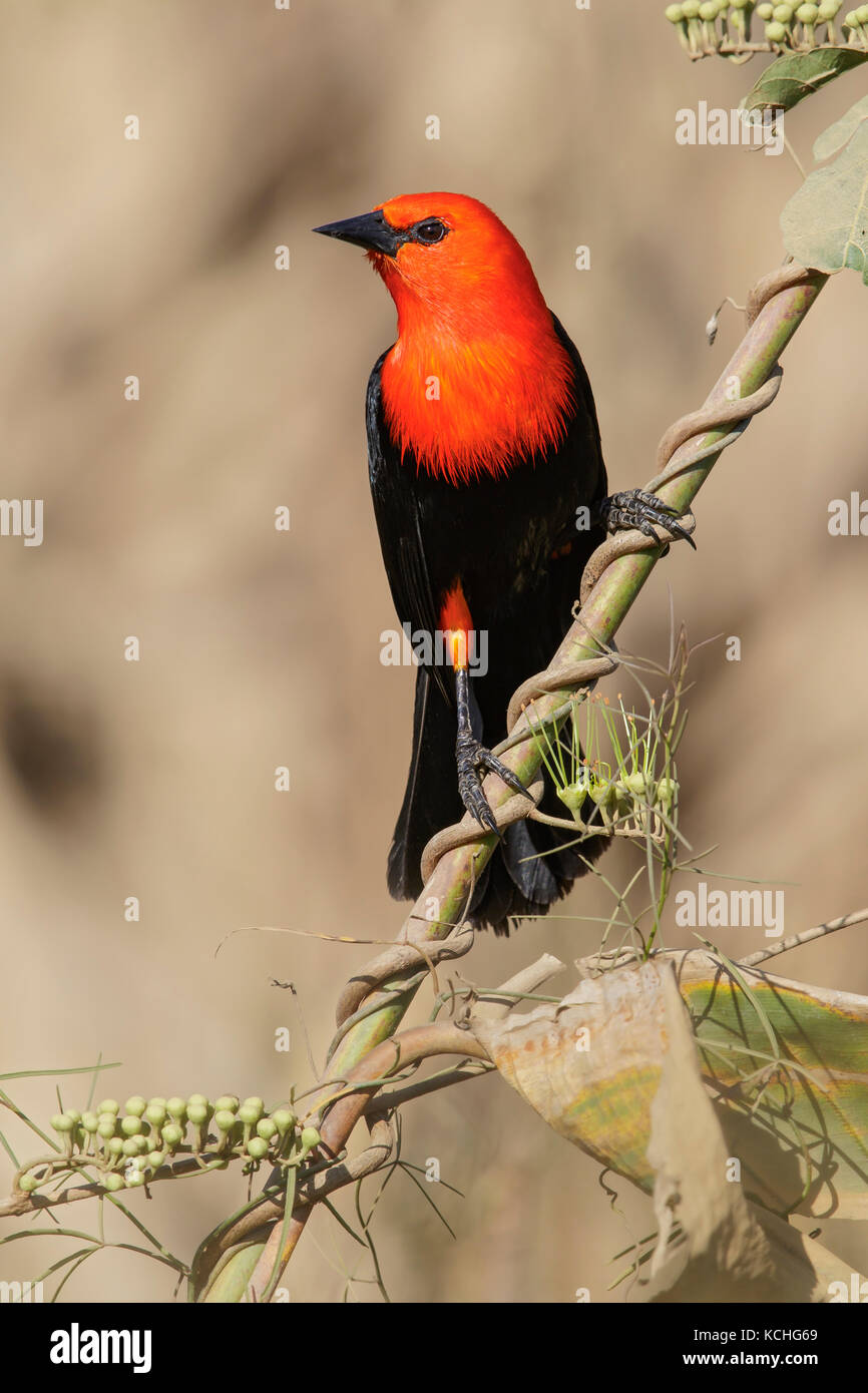 Scharlach - vorangegangen Blackbird (Amblyramphus holosericeus) auf einem Zweig im Pantanal Brasilien thront. Stockfoto