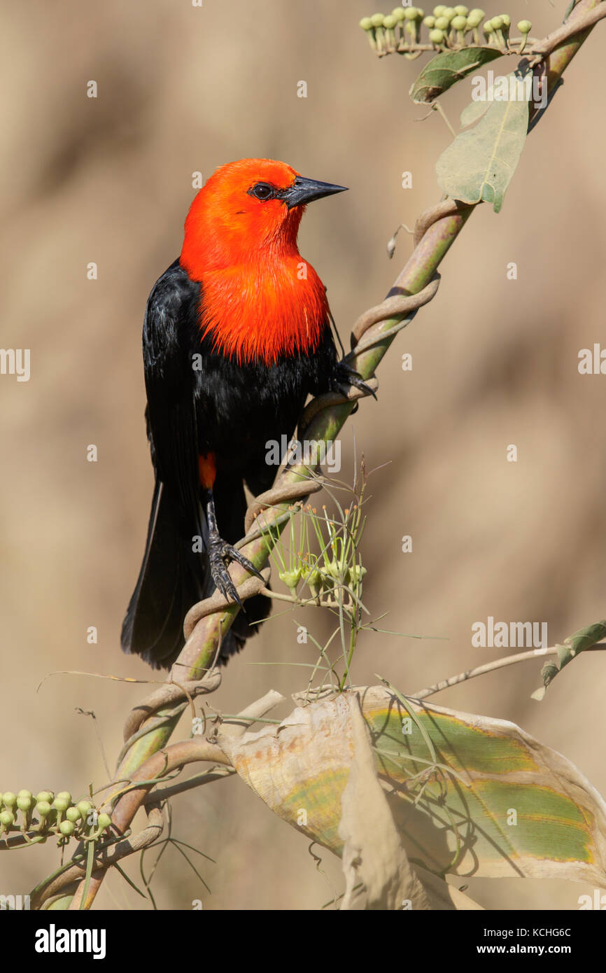 Scharlach - vorangegangen Blackbird (Amblyramphus holosericeus) auf einem Zweig im Pantanal Brasilien thront. Stockfoto