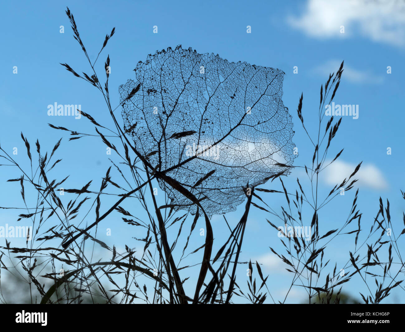 Schwarzes Populus nigra Skelett Blatt im Gras gefangen Stockfoto