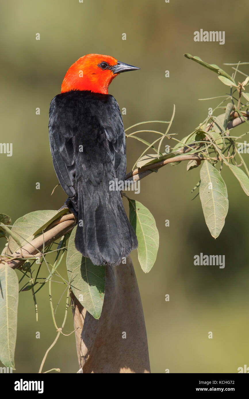 Scharlach - vorangegangen Blackbird (Amblyramphus holosericeus) auf einem Zweig im Pantanal Brasilien thront. Stockfoto