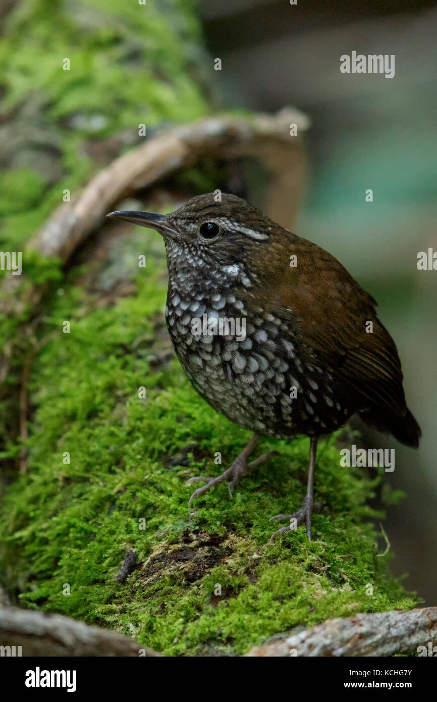 Scharfe-tailed Streamcreeper (Lochmias nematura) auf einem Zweig in den Atlantischen Regenwald Brasiliens thront. Stockfoto