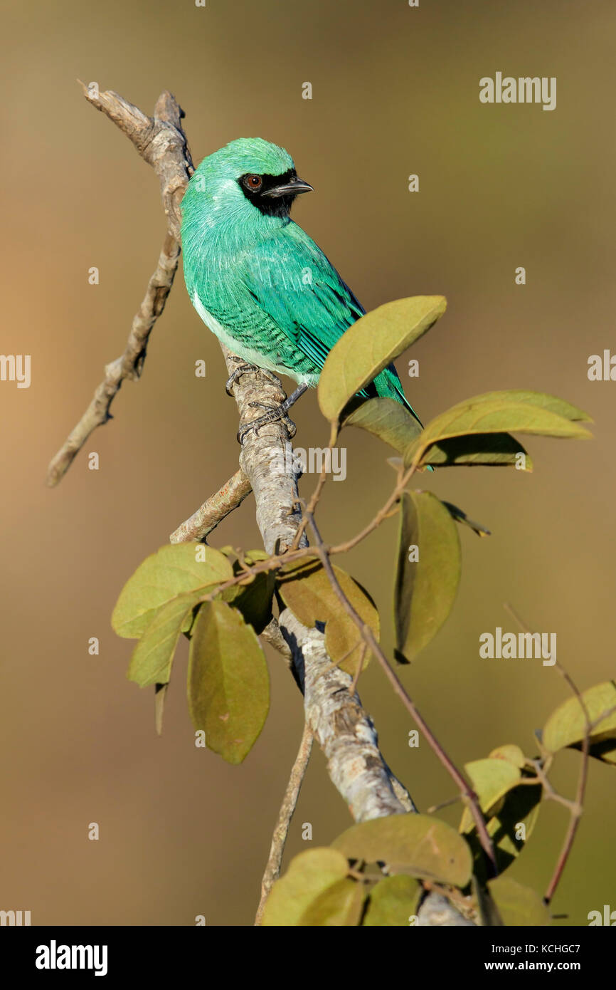 Schlucken Tanager (Tersina viridis) auf einem Zweig im Pantanal Brasilien thront. Stockfoto